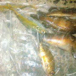 メバリングアジング